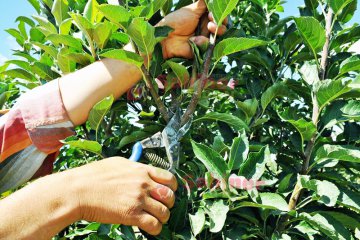 Şahiner Fidan Aşı Kalemi Kesme 2