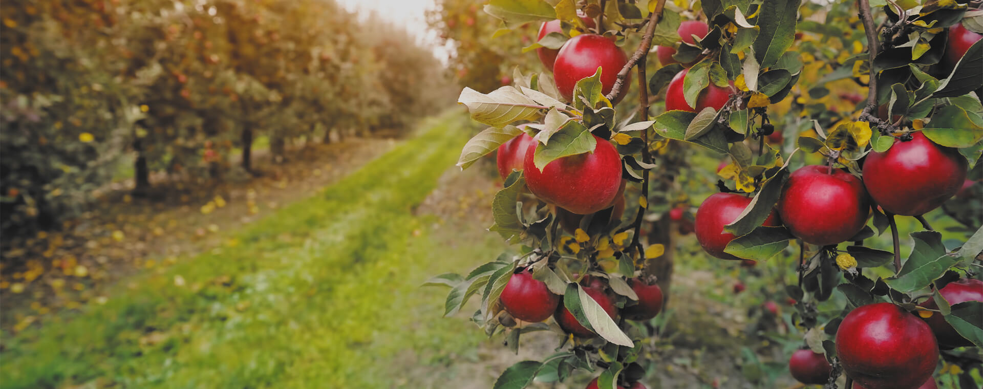 Ömürlük Bahçeler Kurar