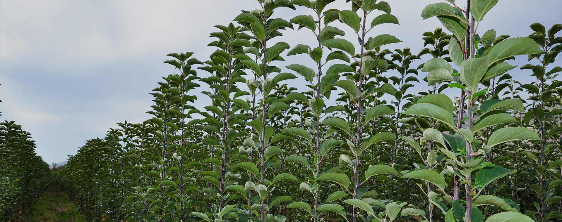 Ömürlük Bahçeler Kurar