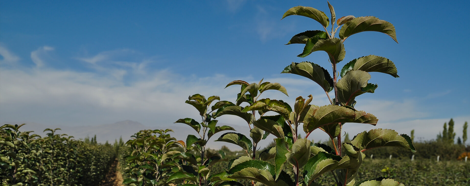 Ömürlük Bahçeler Kurar