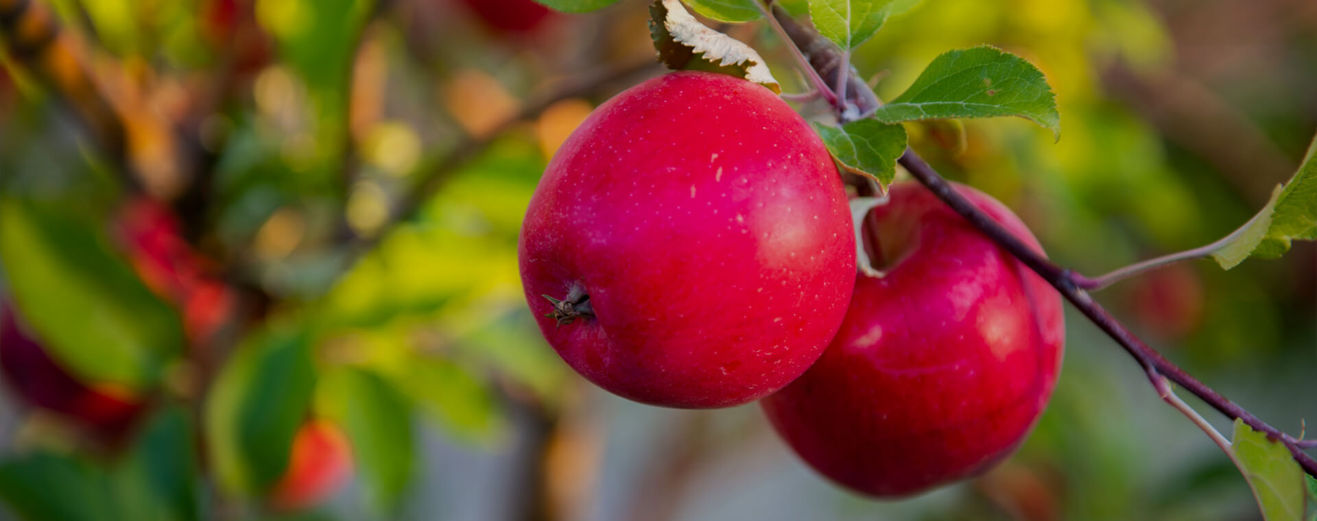 Ömürlük Bahçeler Kurar