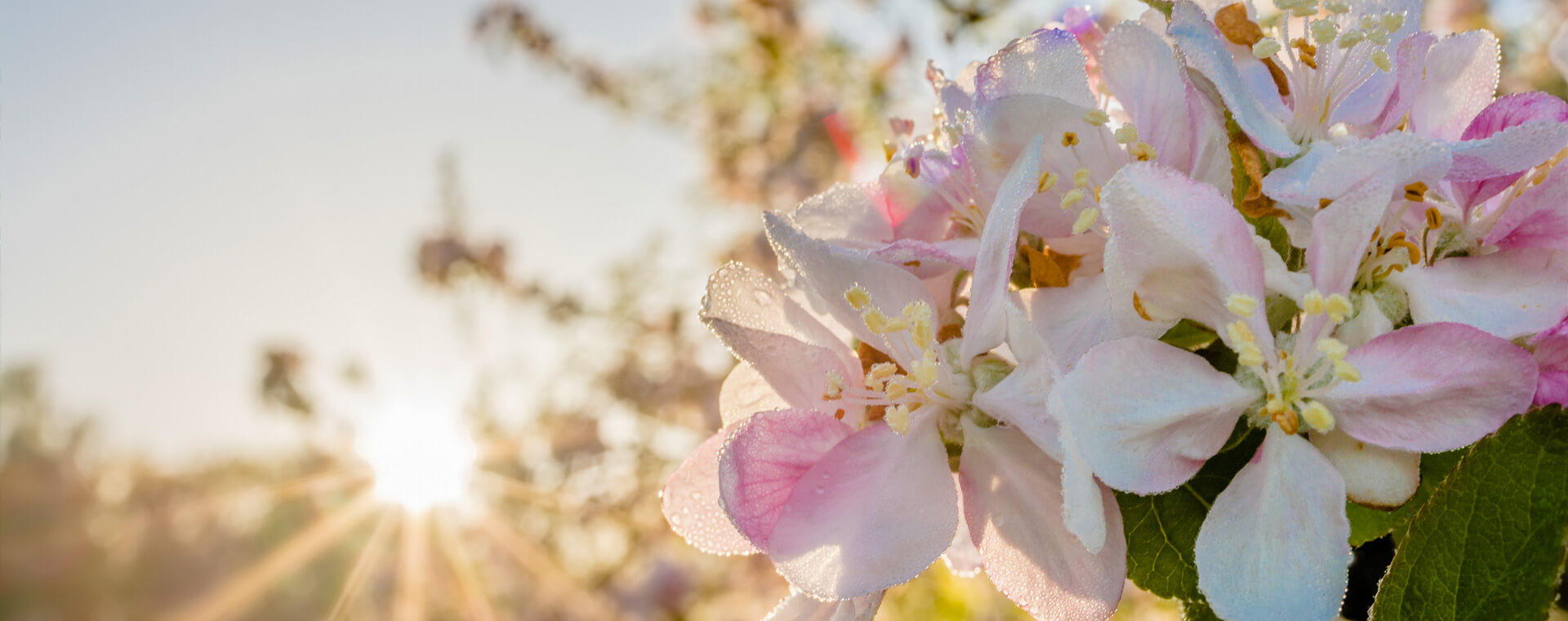 Ömürlük Bahçeler Kurar