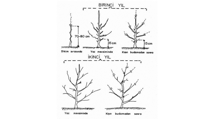 Modifiye Lider Terbiye Sistemi